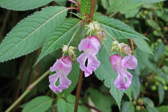Impatiens e la fretta di settembre: quando il calendario riparte prima di noi